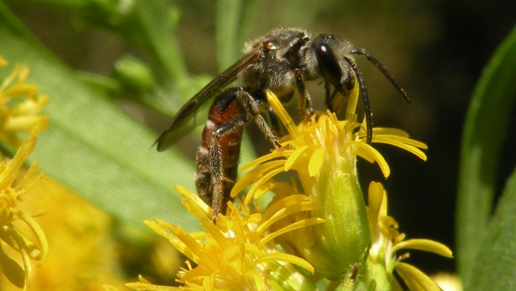 Lasioglossum sp, maschio